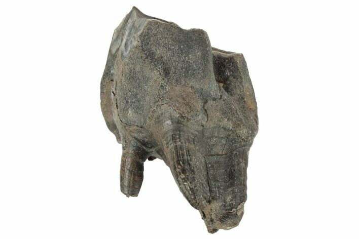 Fossil Woolly Rhino (Coelodonta) Tooth - Siberia #231063